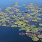 Gift Ideas for Gardener Mom Pamper Mom's green thumb with these unique gift ideas for gardener mom, from tools to relaxing outdoor decor