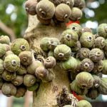 eco-friendly tools, heirloom seeds, sustainable planters. Great for eco-conscious gardeners