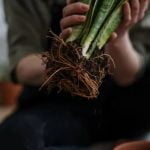 Colorful and creative IDEAS FOR POTTED GARDENS to liven up your outdoor space