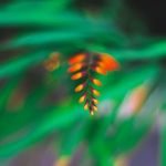 Plant Combination Ideas for Container Gardens Uk Stunning Plant Combinations for Container Gardens in the UK