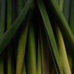 Ideas for Front Gardens Low Maintenance low maintenance landscaping for easy upkeep and beautiful outdoor spaces