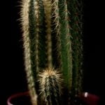 Indoor Container Gardening Ideas Simple and Creative Indoor Container Gardening Ideas to Bring the Outdoors Inside