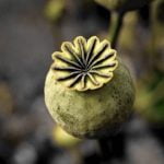 Ideas for Gardens With Pebbles Stunning garden landscaping ideas with pebbles to elevate your outdoor space