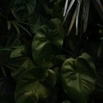 Ideas for Perennial Gardens colorful blooms, low-maintenance options, and diverse plant combinations to maximize visual impact