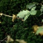 Small Container Vegetable Gardening Ideas How to grow big in small spaces