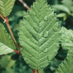 Transform your outdoor space with these backyard gardening landscaping ideas for a picturesque oasis