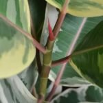 Budget Gardening Ideas How to Create a Stunning Garden on a Shoestring