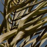 Garden Design Ideas for Small Shade Gardens maximizing space with shade-loving plants and creative landscaping