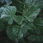 Beautiful backyard gardening ideas with flowers, vegetables, and sustainable designs. Browse pictures for inspiration