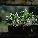 Proven Winners Gardener'S Idea Book Browse our PROVEN WINNERS GARDENER'S IDEA BOOK for expert garden inspiration and tips