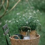 best tips and ideas for container gardening