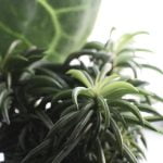 7 Famous Gardening Quotes Ideas Inspiring 7 Famous Gardening Quotes - Ideas for Green Thumbs