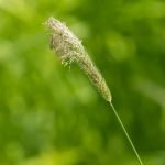 Simple Gardening Ideas SIMPLE GARDENING IDEAS for beginners, low-maintenance plants and landscaping inspiration
