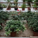 Unique Tools, DIY Kits, and Plant-themed Decor