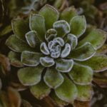 repurposed pots, hanging planters, and vertical garden
