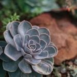 Gardening Business Card Ideas Showcasing Your Green-Thumbed Services in Style