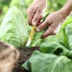 Landscape for Small Gardens Ideas Maximize Space with Creative Planting and Layout