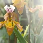 Vertical Wall Gardening Ideas Transforming Small Spaces with Lush Greenery