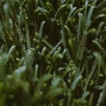 Gardening Ideas 2020 gardening ideas 2020