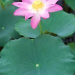 Vertical Gardening Ideas Vegetables Vertical Garden Ideas for Growing Vegetables - Creative Solutions for Small Spaces