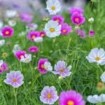 Interior Gardening Ideas Transform your home with interior gardening ideas. Create a cozy indoor oasis with greenery and botanicals