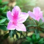 Are Solar Community Gardens a Good Idea Promote sustainable living with solar-powered community gardens, a good idea for environmental and social benefits