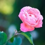 Better Homes and Gardens Small Bathroom Ideas Creative space-saving solutions for small bathroom layouts