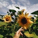 Barrel Gardening Ideas Recycle, Repurpose, and Beautify Your Outdoor Space