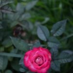 Gardening Ideas Pinterest Explore creative gardening ideas on Pinterest for inspiration and tips to enhance your outdoor space