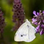 Slate Ideas for Gardens adding a touch of elegance with natural stone landscaping