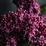 Ideas for Small Rectangular Gardens Design inspiration for small rectangular gardens with clever space-saving techniques and vibrant plant selections