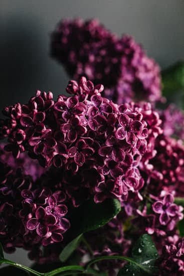 Ideas for Small Rectangular Gardens 1 Design inspiration for small rectangular gardens with clever space-saving techniques and vibrant plant selections