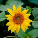 French Country Gardens Ideas Lush flower-filled landscapes and charming pathways in French country gardens ideas