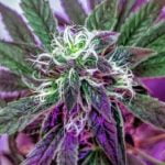 The Spruce Gardening Ideas Inspiration for creating a beautiful and sustainable garden space