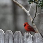 Innovative Ideas for Home Gardening Creative Options for Efficient, Sustainable, and Stylish Planting