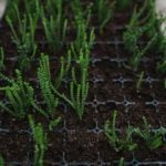 Small Area Vegetable Gardening Ideas Small area vegetable garden with raised beds and vertical planters for unique gardening ideas