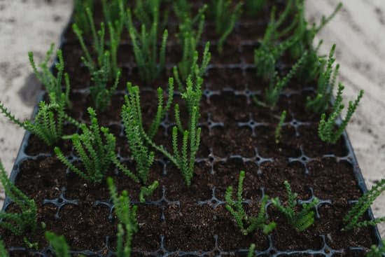 Small area vegetable garden with raised beds and vertical planters for unique gardening ideas