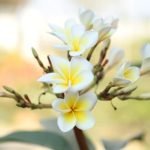 Ideas for Gardening Gifts Find the perfect gardening gifts for plant lovers - ideas for gardening gifts for all occasions