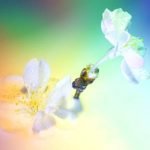 Tools, Seeds, Plants, and More