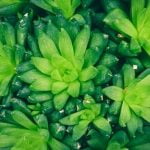 Spring Vegetable Gardening Ideas Colorful spring vegetable garden inspirations with planting tips and layout ideas for beginners