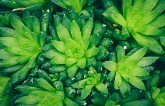 Spring Vegetable Gardening Ideas 3 Colorful spring vegetable garden inspirations with planting tips and layout ideas for beginners