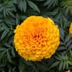 Contemporary Garden Design Ideas for Small Gardens Stylish and Space-Saving Contemporary Garden Design Ideas for Small Gardens