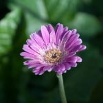 Ideas for Raised Bed Gardens Creative ideas for raised bed gardens - maximize space and yield with innovative designs