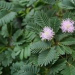 Vegetable Garden Design Ideas for Small Gardens Small-Space Inspiration