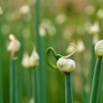 Outdoor Lighting Ideas for Gardens Beautiful Garden Lighting Inspirations - Outdoor Lighting Ideas for Gardens