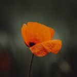 Beautiful Rock Gardening Desert Plant Ideas Stunning Desert Plant Rock Garden Ideas