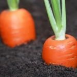 Best Small Gardens Ideas creative container gardening for limited spaces