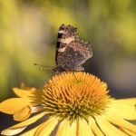 Create beautiful PIPE GARDENING IDEAS with vertical planters and recycled materials