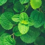 Gardening Ideas in Malayalam tips, techniques, and inspiration for your garden in Kerala