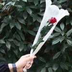 Creative Landscaping Solutions for Small Shady Gardens